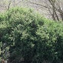 Ribes uva-crispa